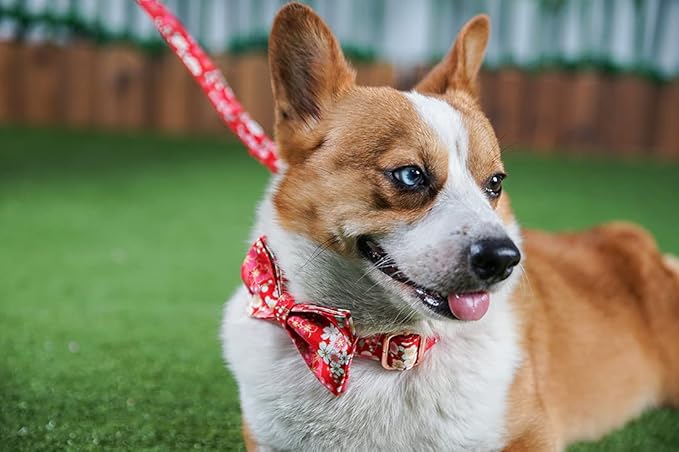 Custom Dog Collar with Names and Phone Number Engraved, Puppy Tags Personalized for Small Medium Large Pets