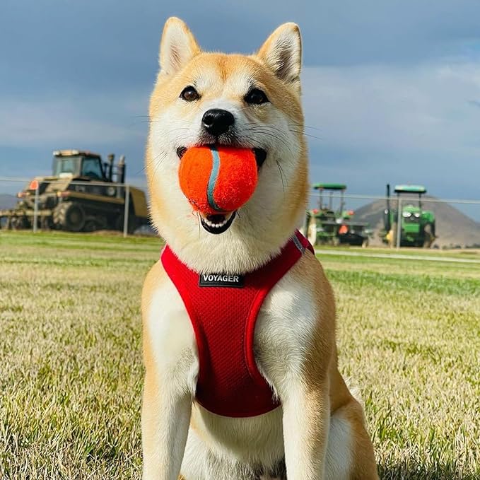 Voyager Step-in Air Cat Harness - All Weather Mesh Step in Vest Harness for Small and Medium Cats by Best Pet Supplies - Set (Red), XXXS