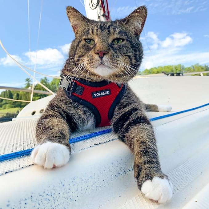 Voyager Step-in Lock Adjustable Cat Harness w. Cat Leash Combo Set with Neoprene Handle 5ft - Supports Small, Medium and Large Breed Cats by Best Pet Supplies - Red/Black Trim, XXS