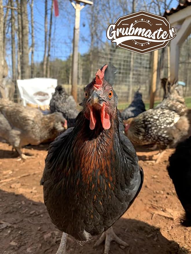 Dried Black Soldier Fly Larvae for Chickens, Natural Healthy Chicken Treats for Backyard Poultry - 10 lb. Bag