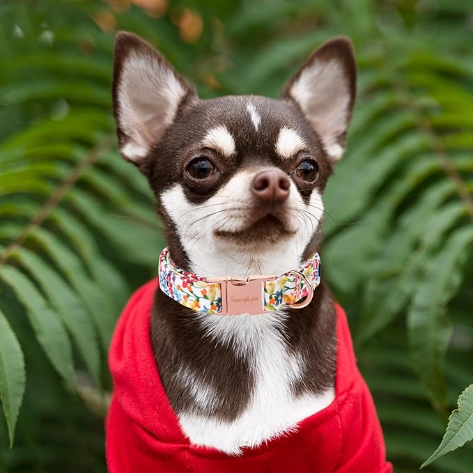 Unique style paws Dog Collar Metal Buckle Colorful Flower Collar Gift Durable Cute Collar for Small Medium Large Boys Girls Dogs