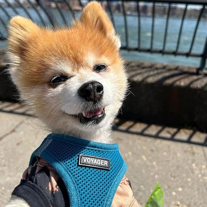 Voyager Step-in Air Cat Harness - All Weather Mesh Step in Vest Harness for Small and Medium Cats by Best Pet Supplies - Set (Turquoise), XXS