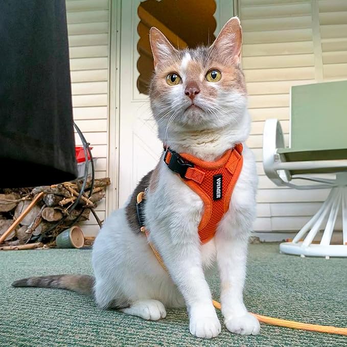 Voyager Step-in Lock Adjustable Cat Harness w. Cat Leash Combo Set with Neoprene Handle 5ft - Supports Small, Medium and Large Breed Cats by Best Pet Supplies - Orange, XS