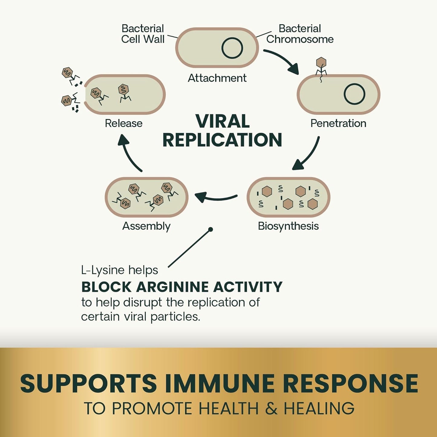 VetriScience Lysine Immunity Health Chews, 250 mg Lysine Plus Immune Supplement for Cats and Kittens with Allergies, Sneezing, Runny Nose and Watery Eyes, Chicken, 120 Count