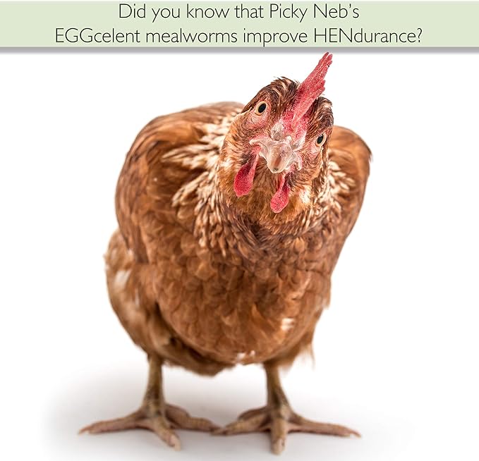 Dried Mealworms 100% Non-GMO 5 Lb - Mealworms for Birds, Chickens, Ducks - Perfect High-Protein Treats - Whole Large Meal Worms, Dried for Chickens and Bluebird Food Bulk