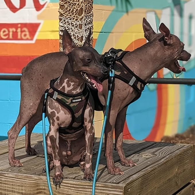 Voyager Step-in Air All Weather Mesh Harness and Reflective Dog 5 ft Leash Combo with Neoprene Handle, for Small, Medium and Large Breed Puppies by Best Pet Supplies - Army Base, M