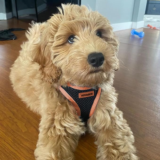 Voyager Step-in Air All Weather Mesh Harness and Reflective Dog 5 ft Leash Combo with Neoprene Handle, for Small, Medium and Large Breed Puppies by Best Pet Supplies - Black/Orange Trim, Large