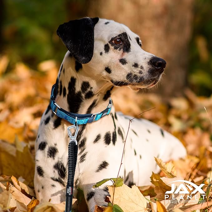 Blue Martingale Collar for Dogs - Heavy Duty Nylon Pet Collars for Escape-Free, No Pull Training & Walking with Alloy Metal Release Buckle & Reflective D Ring, One Time Adjustment, Safe & Secure, S