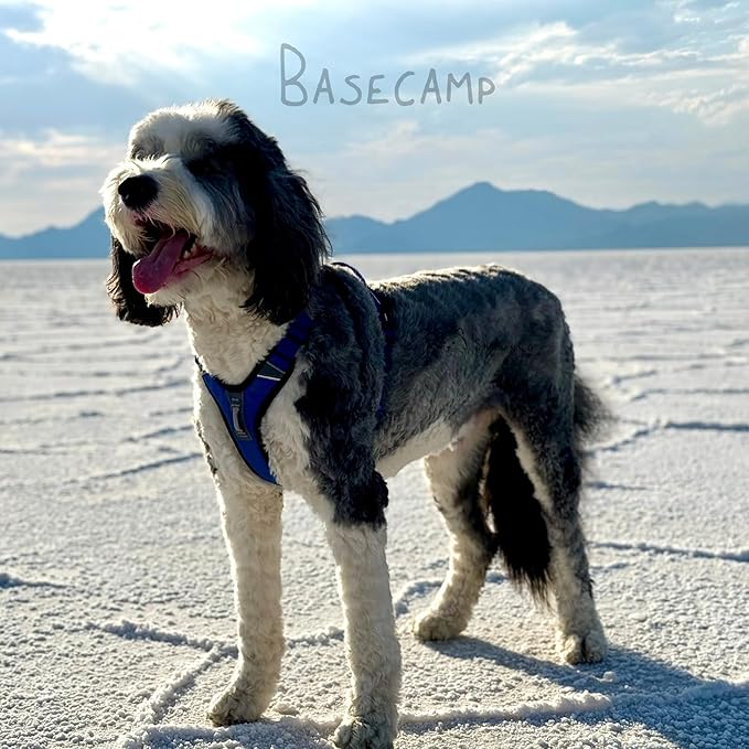 ShawnCo Basecamp Dog Harness, No-Pull Pet Vest with 3 Leash Clips, Padded, Reflective, Lightweight and Adjustable Harness with Handle for Small, Medium and Large Dogs (Electric Blue, S)