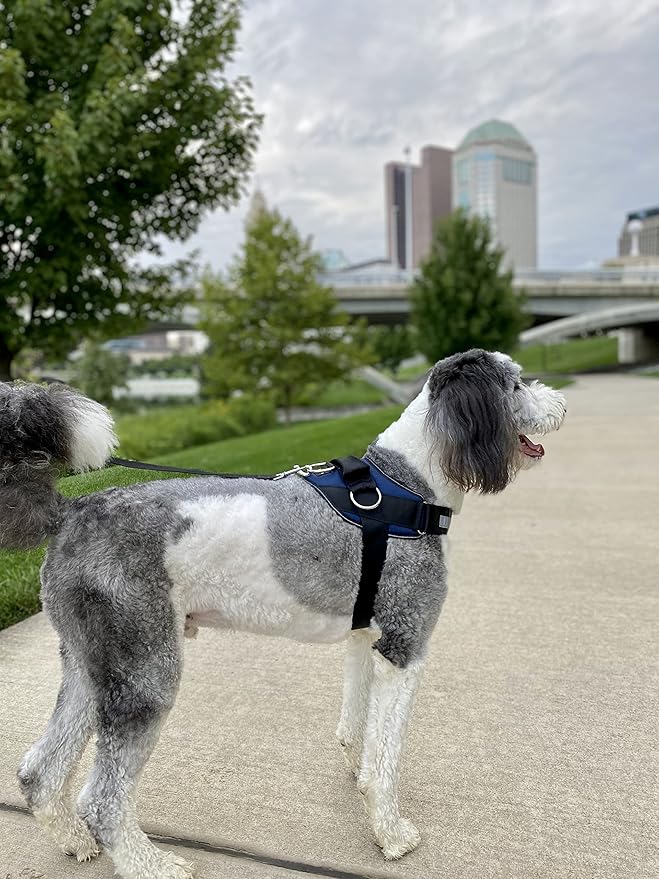 ShawnCo Essential Dog Harness, No-Pull Pet Vest with 3 Leash Clips, No Choke, Reflective, Adjustable and Padded, for Easy Walking and Training for Small, Medium and Large Dogs (Pacific Blue, M)