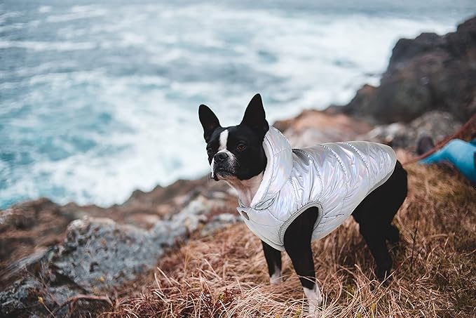 Windproof Waterproof Dog Coat Fleece & Cotton Lined Warm Jacket, Cold Weather Pet Apparel Clothes Vest for Small to Large Dogs (2XL, Silver)