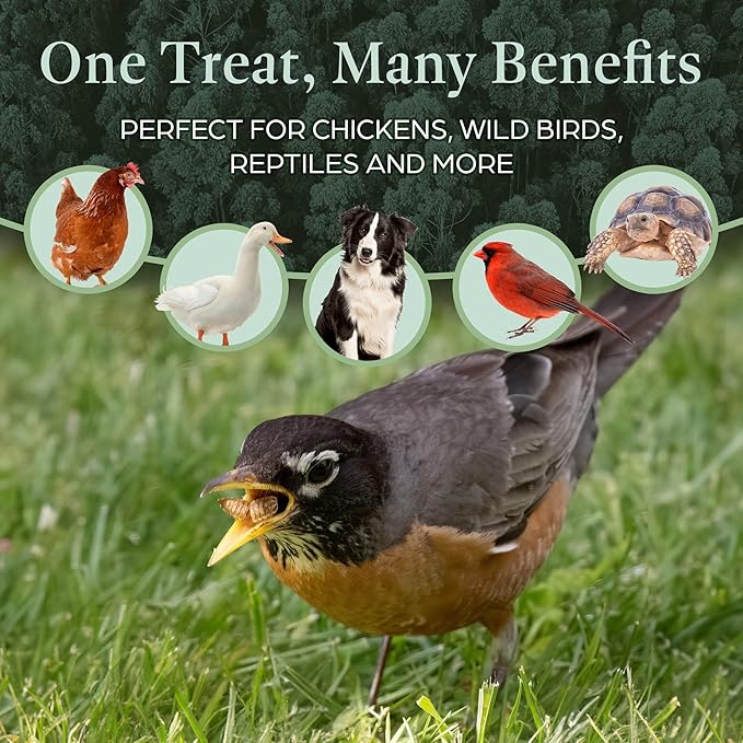 Dried Black Soldier Fly Larvae for Chicken - Treats for Hens, Duck, Wild Birds, Lizard, Tortoise, Fish - All Natural High Protein Dried Mealworms Alternative - Made in North America