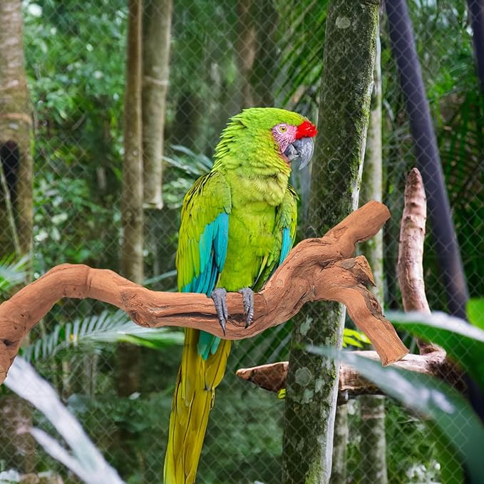 4-Piece Bird Perch Set with Rotating Ball Stand - Natural Wood Bird Gym & Playground for Parrots, Cockatiels, Budgies