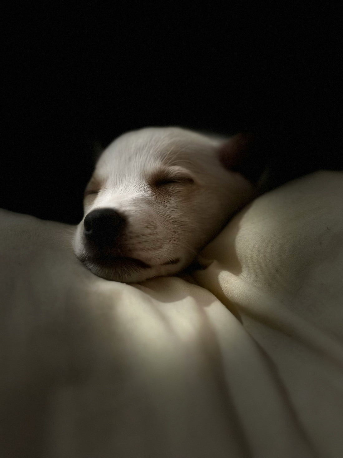 The Science of Dog Sleep: How Much Rest Does Your Dog Really Need?