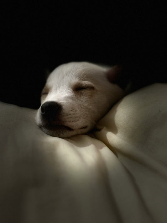 The Science of Dog Sleep: How Much Rest Does Your Dog Really Need?