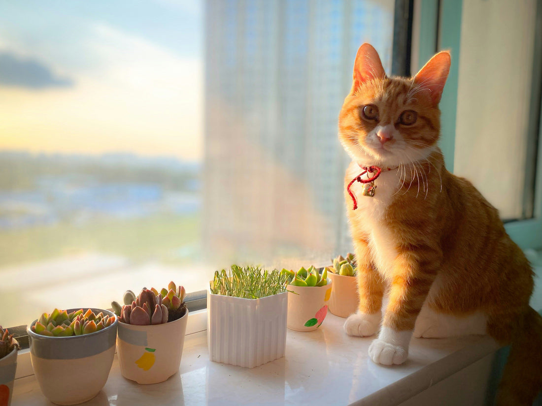 The Best Nutrition for Indoor Cats: How to Keep Your Cat Healthy and Happy