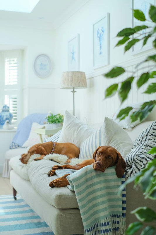 Choosing the Best Pet Beds: Comfort and Health Benefits for Your Dog