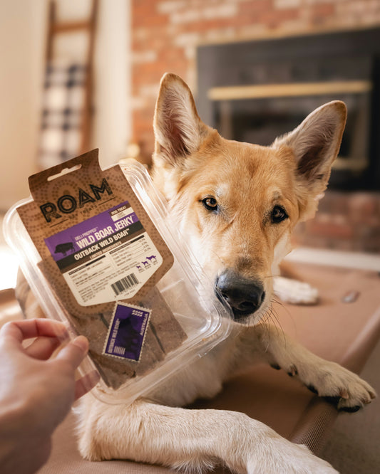 Understanding Dog Nutrition Labels: What’s Really in Your Dog’s Food