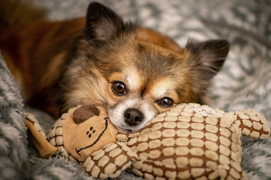 Choosing the Right Toys for Your Dog’s Age and Personality