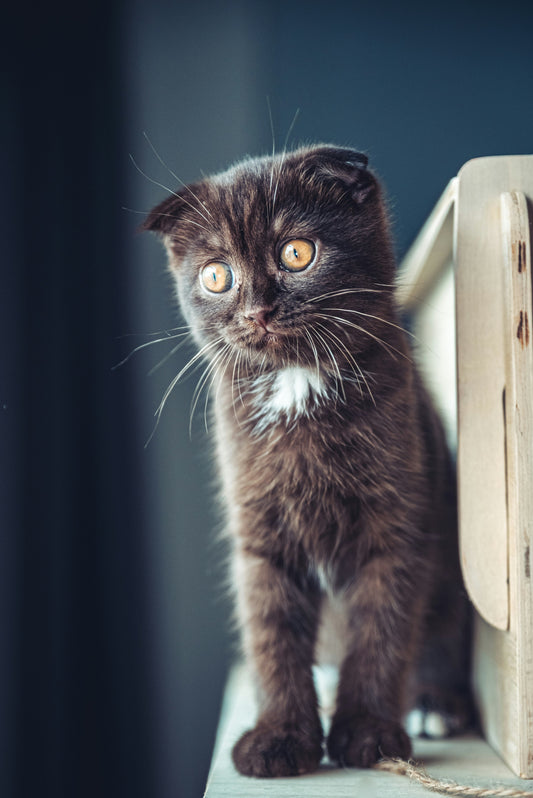 Common Cat Health Issues Every Owner Should Know