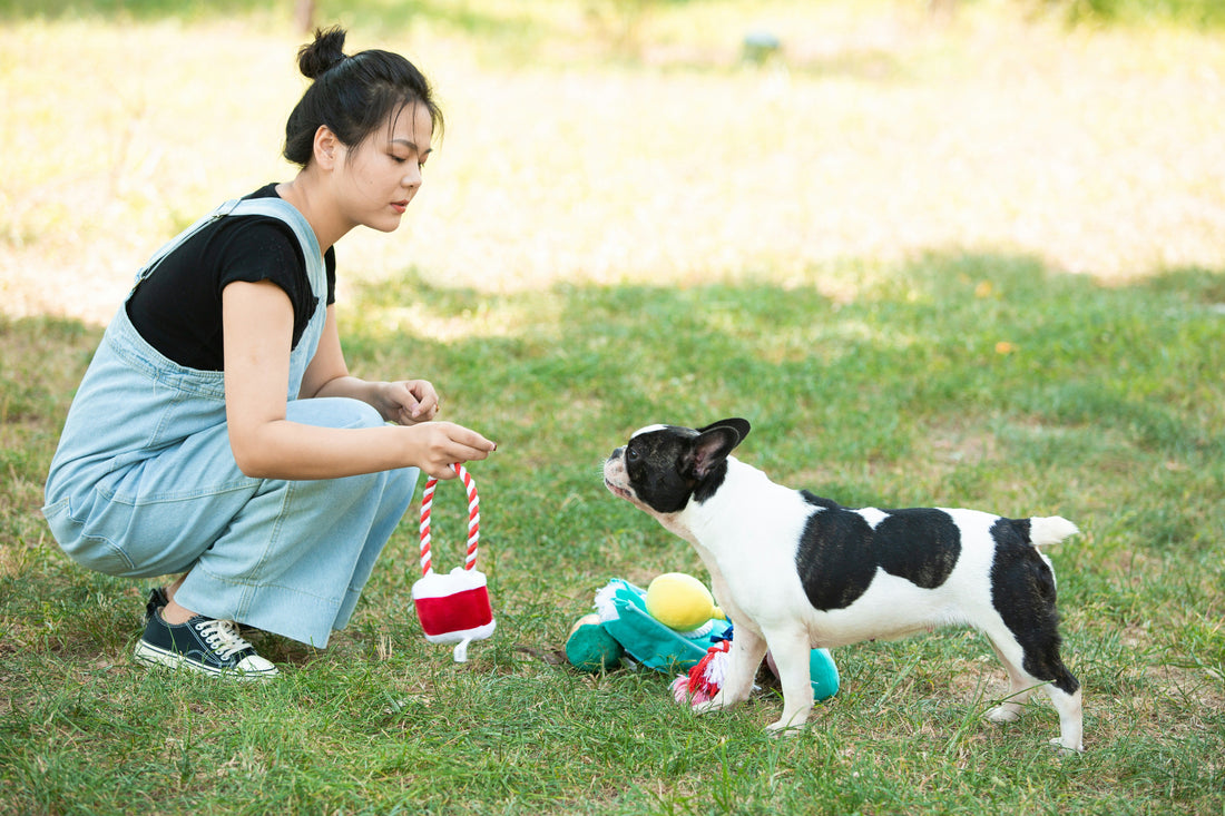 Interactive Dog Toys That Keep Your Pup Mentally Stimulated