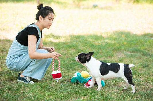 Interactive Dog Toys That Keep Your Pup Mentally Stimulated