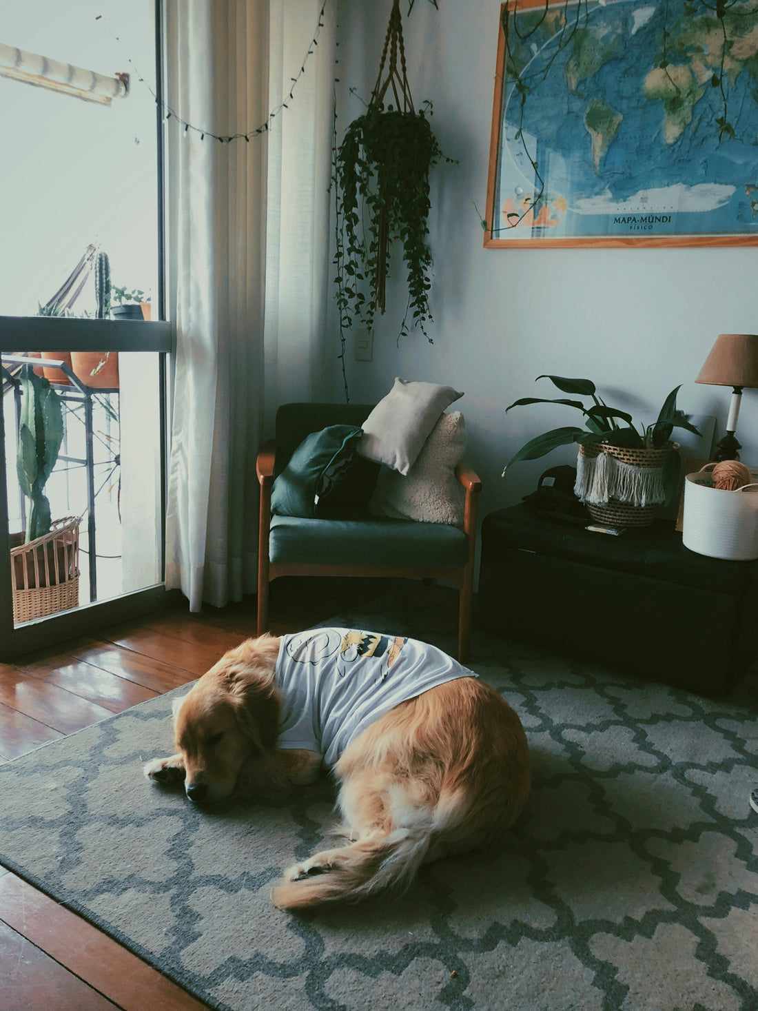 How to Safely Introduce a New Puppy to Your Home