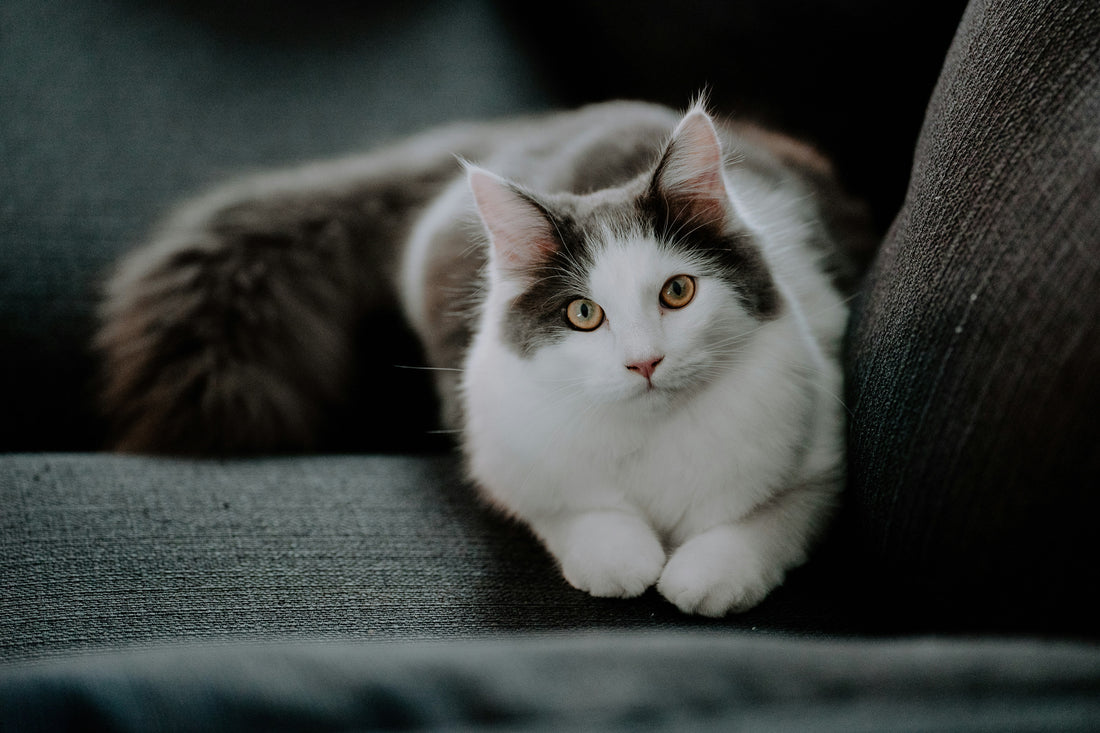 Understanding Your Cat’s Body Language: What Their Tail, Eyes, and Ears Mean
