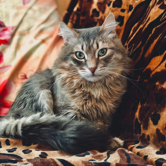 Caring for Popular Cat Breeds: Siamese, Maine Coon, and Persian Cats