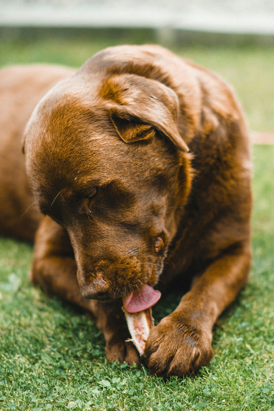 Top 10 Superfoods for a Healthy and Happy Dog