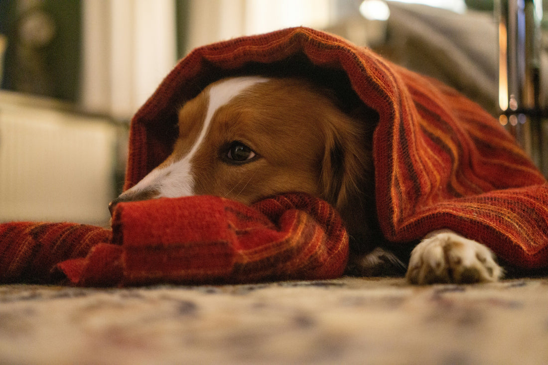 Seasonal Pet Care Tips: Keeping Your Dog Comfortable All Year Round