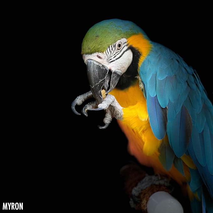 Harrison's Bird Foods High Potency Coarse—Maximum Nutritional Formula for Medium to Large Birds, Certified Organic Non-GMO Pet Bird Food, Vet-Developed, Suitable for All Life Stages, 2.27 kg/ 5 lb