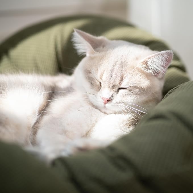 CHEERHOME PETS Elevated Cat Bed Wooden with Cushion Fluffy Pet Couch Sofa for Indoor Cats Raised Kitty Lounge Chair Suitable for Puppy, Cat Furniture(Green)