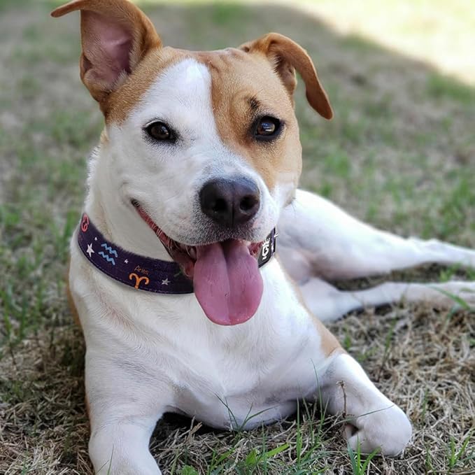 TSPRO Tactical Dog Collar 1.25 Inch Wide Thick Dog Collars with Heavy Duty Metal Buckle, Durable, Strong, Adjustable for Small Dogs (Constellation Purple S)