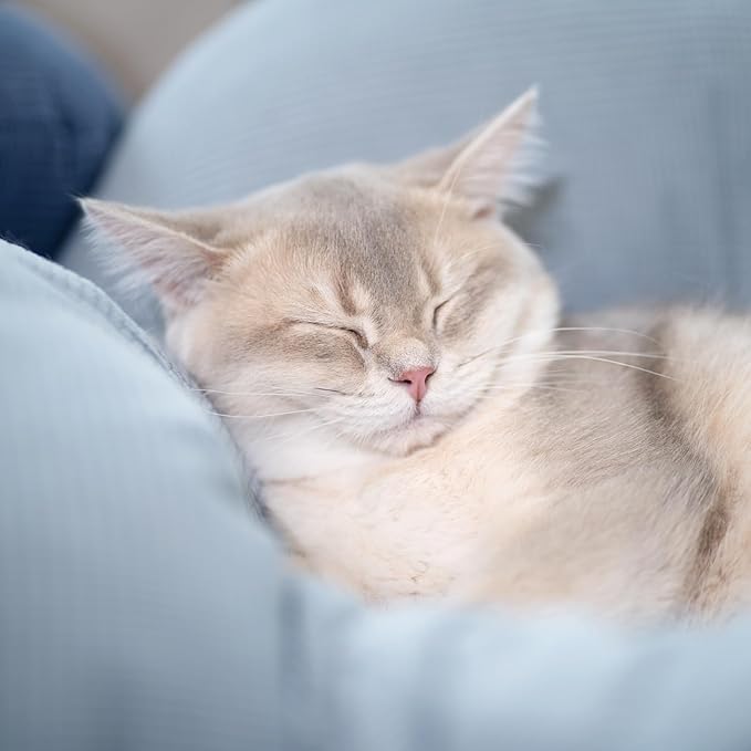 CHEERHOME PETS Elevated Cat Bed Wooden with Cushion Fluffy Pet Couch Sofa for Indoor Cats Raised Kitty Lounge Chair Suitable for Puppy, Cat Furniture(Light Blue)