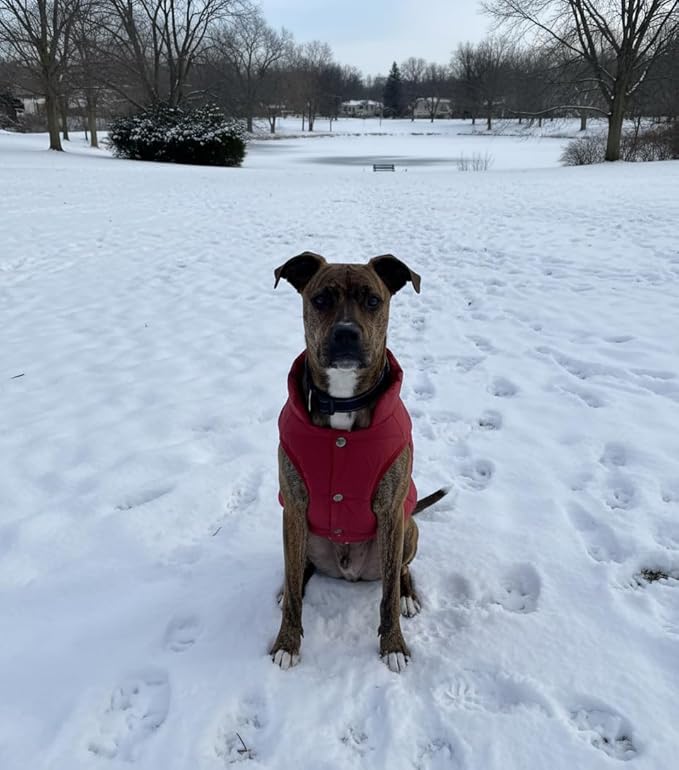 ASENKU Dog Winter Coat - Waterproof Windproof Dog Jacket, Warm Snowproof Doggie Puffer Vest for Cold Weather, Lightweight Snow Coats for Small Medium Large Dogs (3XL, Red)