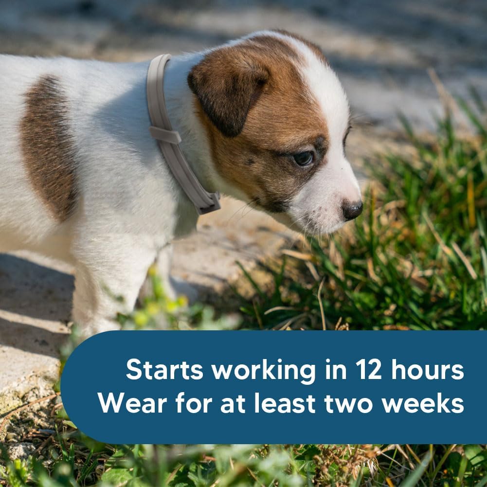 Small Dog Flea Collar, Tick Collar for Puppy Dogs, Flea Collars for Small Dogs Under 18 lbs, 8 Months Protection-2P