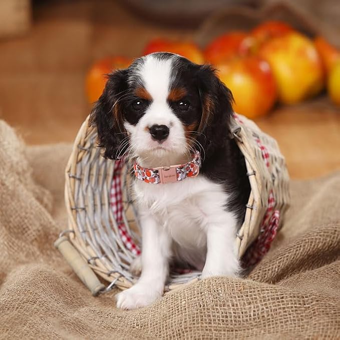 Unique style paws Dog Collar Metal Buckle Collar for Autumn Winter Christmas for Small Medium Large Boys Girls Dogs