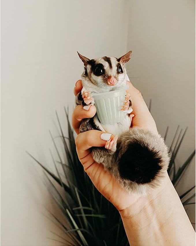 Nectar Pods (Honey) - Calcium-Fortified Jelly Fruit Treat - Sugar Gliders, Marmosets, Squirrels, Parrots, Cockatiels, Parakeets, Lovebirds, Conures, Hamsters, Geckos, Kinkajous & Other Small Pets…