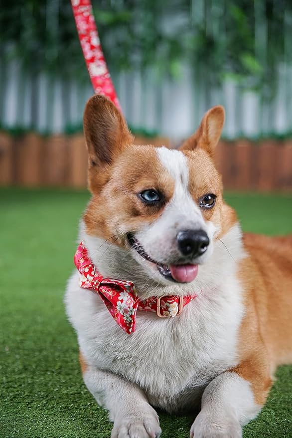 Custom Dog Collar with Names and Phone Number Engraved, Puppy Tags Personalized for Small Medium Large Pets