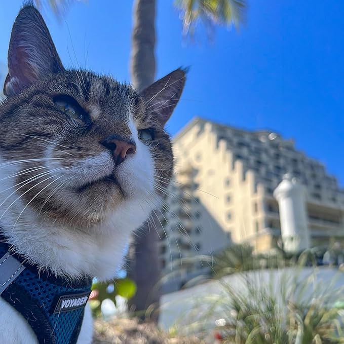 Voyager Step-in Air All Weather Mesh Harness and Reflective Dog 5 ft Leash Combo with Neoprene Handle, for Small, Medium and Large Breed Puppies by Best Pet Supplies - Royal Blue/Black Trim, XX-Small