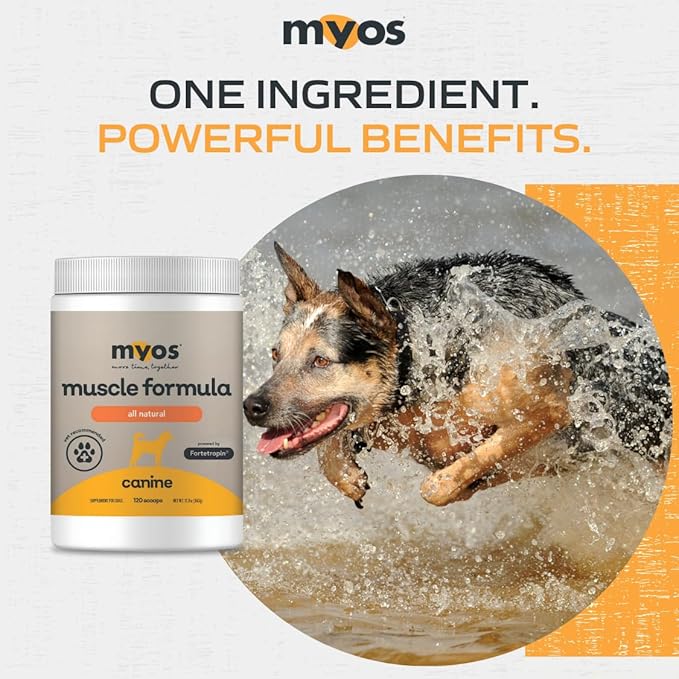 MYOS Canine Muscle Formula - All-Natural Muscle Building Supplement - Helps Reduce Muscle Loss in Dogs Due to Normal Aging and Improves Recovery from Injury or Surgery