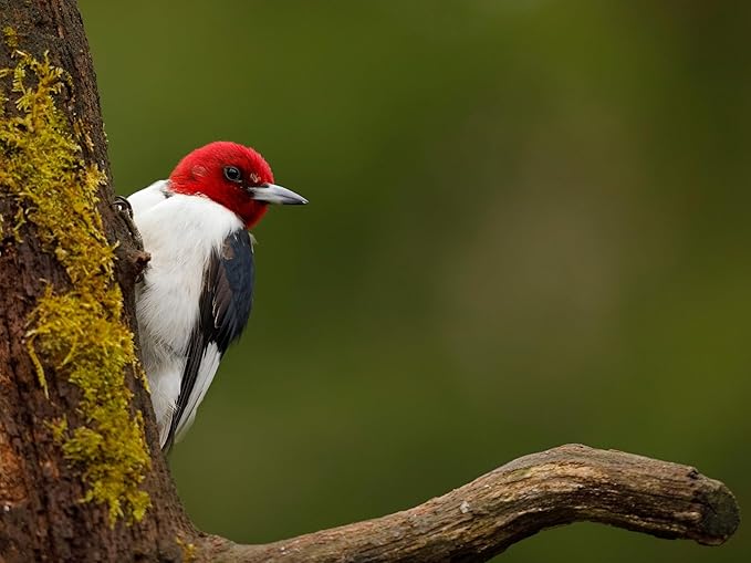 Birdseed Cylinders with Hole - Bird Seed for Outside Wild Birds (Small Cylinder, Redhead Special 6pc)