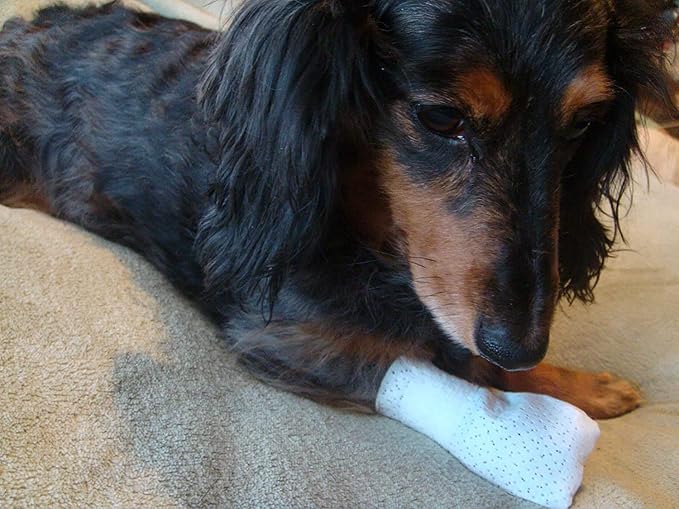 Medimitt Paw Bandages for Dogs, Cats and Pets – Stretchy Medical Booties, First Aid for Paws – Non Slip, Non Adhesive, Breathable, Disposable, Washable, Adjustable Strap, Value Pack (Large 20-Pack)