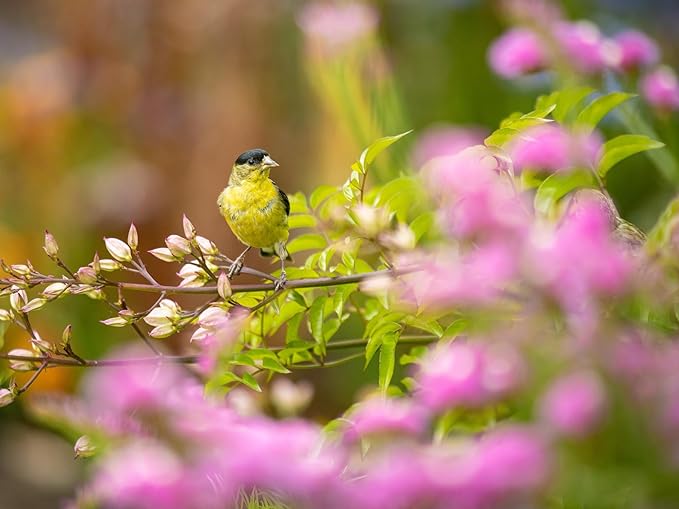 Birdseed Cylinders with Hole - Bird Seed for Outside Wild Birds (Small Cylinder, Four Seasons Flight 2pc)