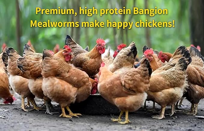 Dried Mealworms 10 Lbs-Organic MealWorms for Chickens & Birds, Non-GMO Meal Worms for Chickens, Wild Birds, Bluebirds, High Protein Chicken Feed Bird Treats, Worms for Chicken, Hens, Bird, Reptiles