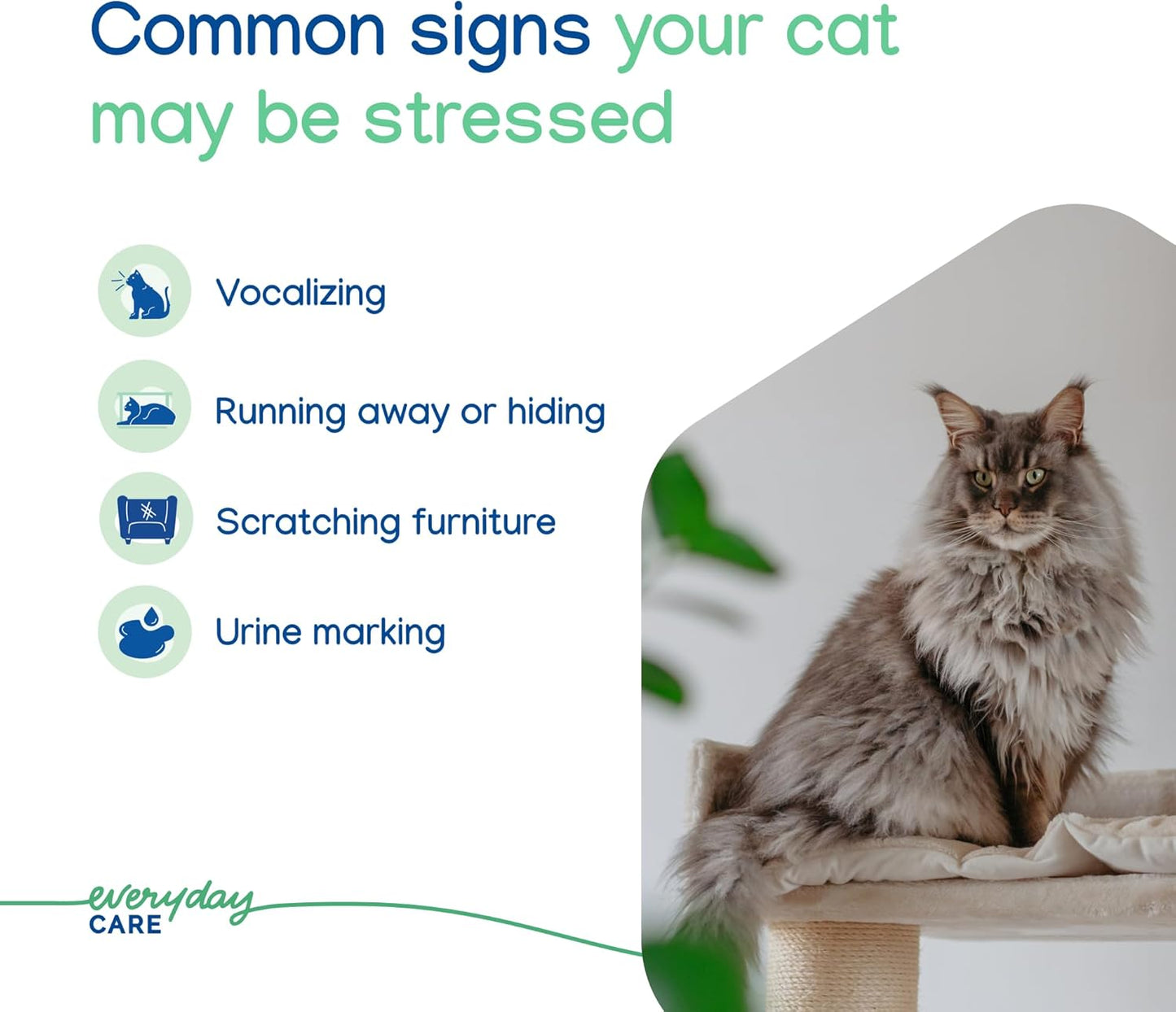 Virbac Zenifel Cat Spray for Managing Stress-Related Behaviors in Kittens & Cats - Quick-Acting - Ideal for Unexpected Stressful Situations - 1 Bottle