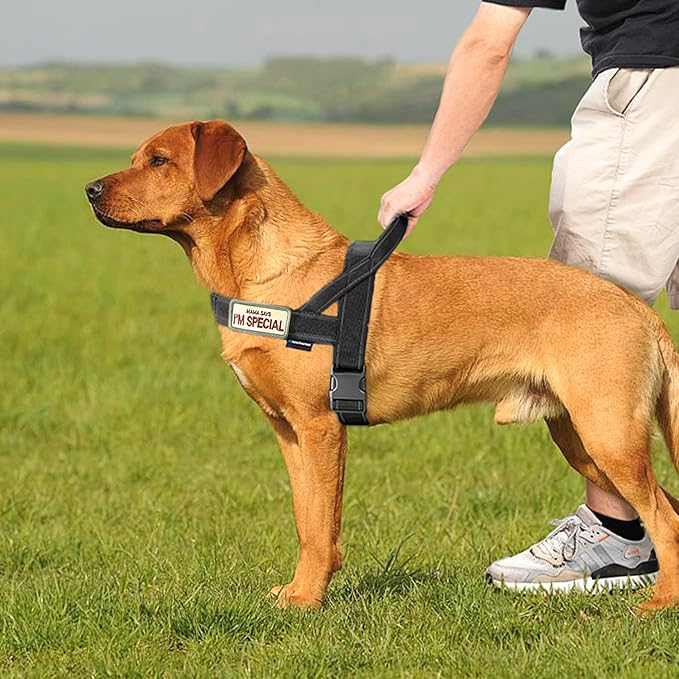 Annchwool No Pull Dog Harness with Soft Padded Handle,Reflective Strip Escape Proof and Quick Fit to Adjust Dog Harness,Easy for Training Walking for Small & Medium and Large Dog(Black,L)