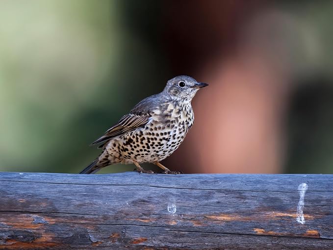 Birdseed Cylinders with Hole - Bird Seed for Outside Wild Birds (Small Cylinder, Four Seasons Flight 1pc)