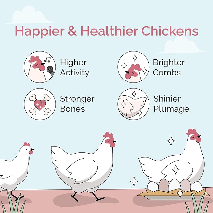 Organic Chicken Feed – Layer Mash, Non-GMO, USA Grown, 16% Protein, Corn-Free, Soy-Free, Non-Medicated Feed for Chickens, 2 lbs Sample